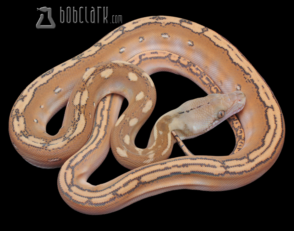 Orange ghost stripe