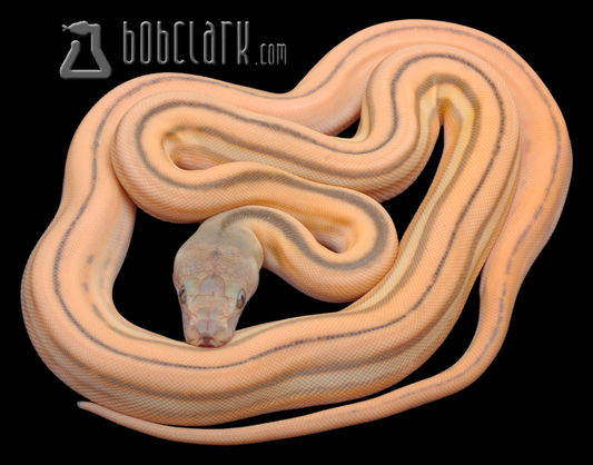 OGS fire super tiger