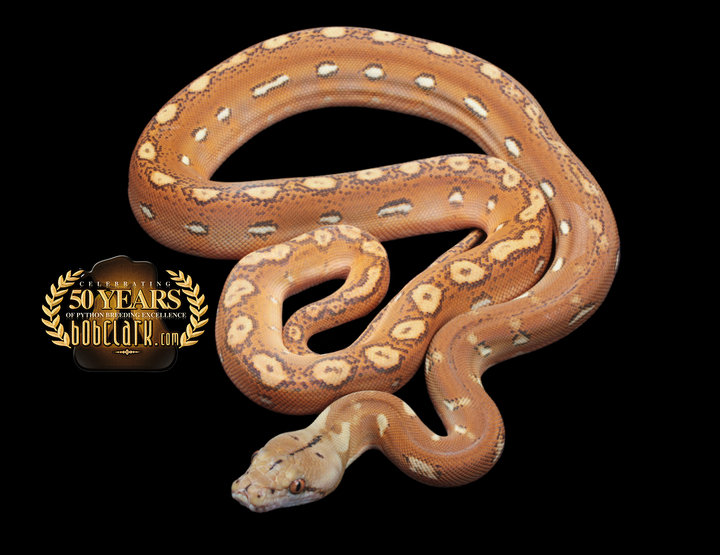Reticulated Pythons