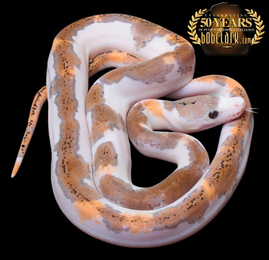 Paradox motley albino pied