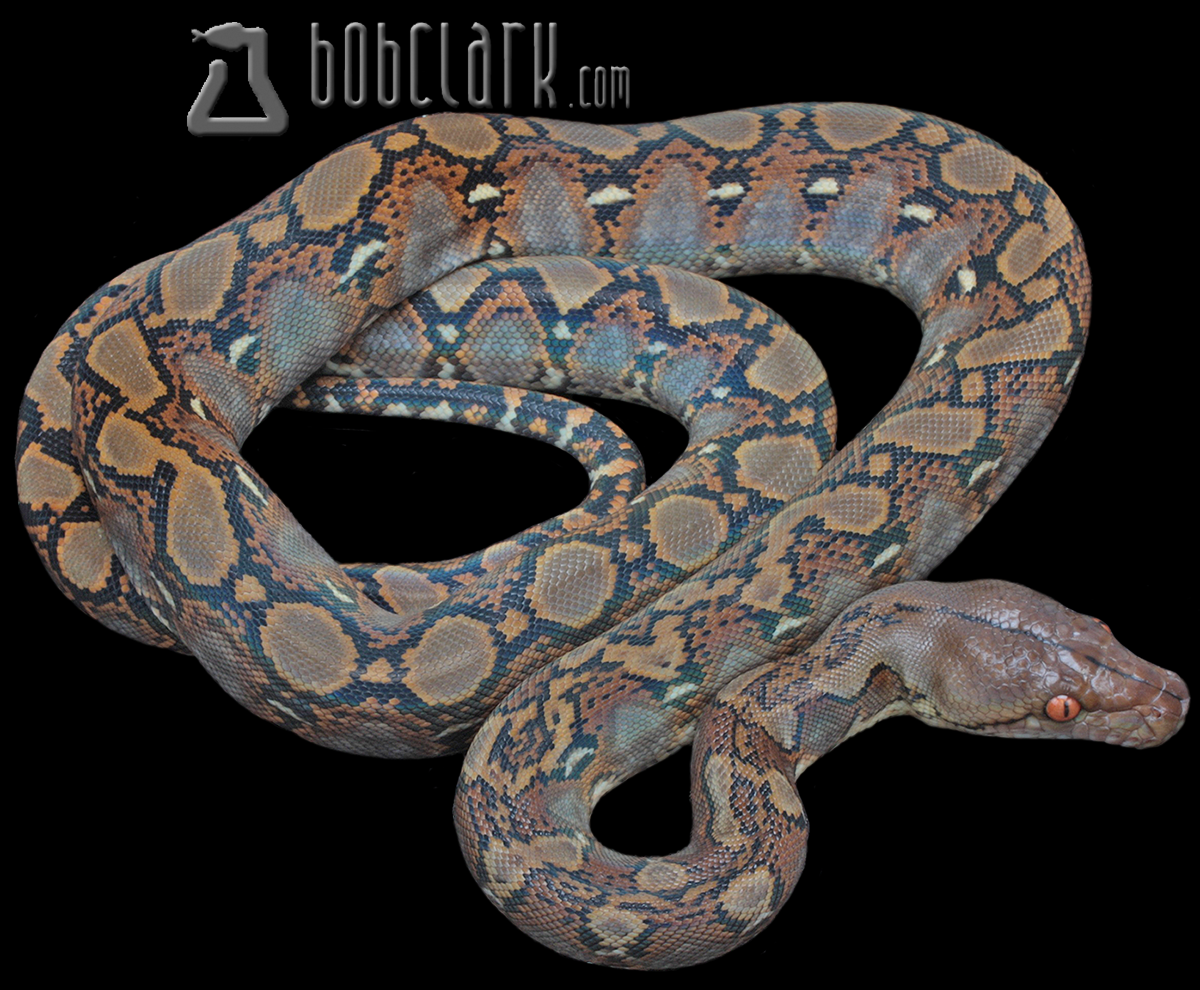 Normal poss het albino