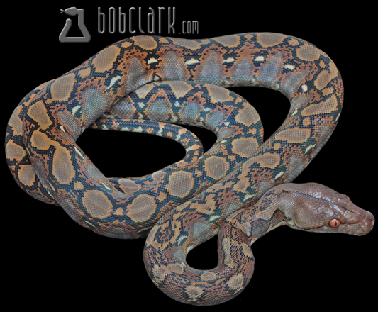Normal poss het albino