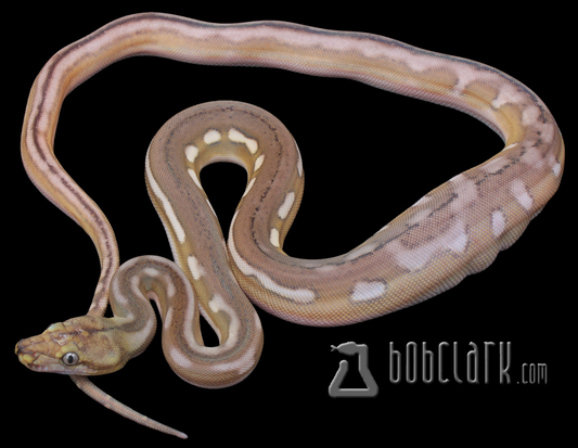 Phantom motley tiger 66% het albino/mocha