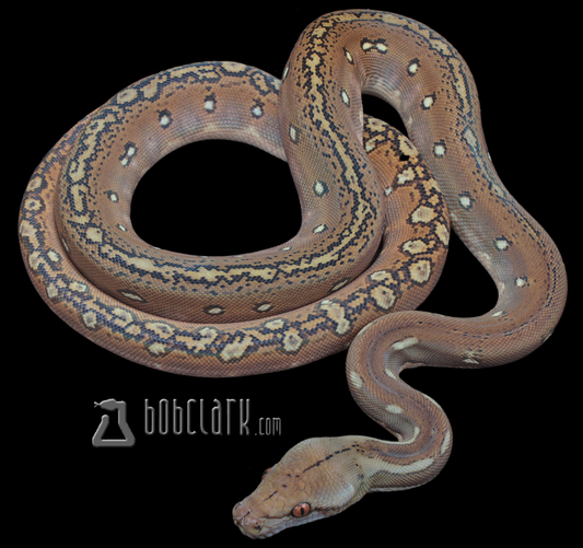 Phantom 66% het mocha