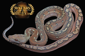 Reticulated Pythons