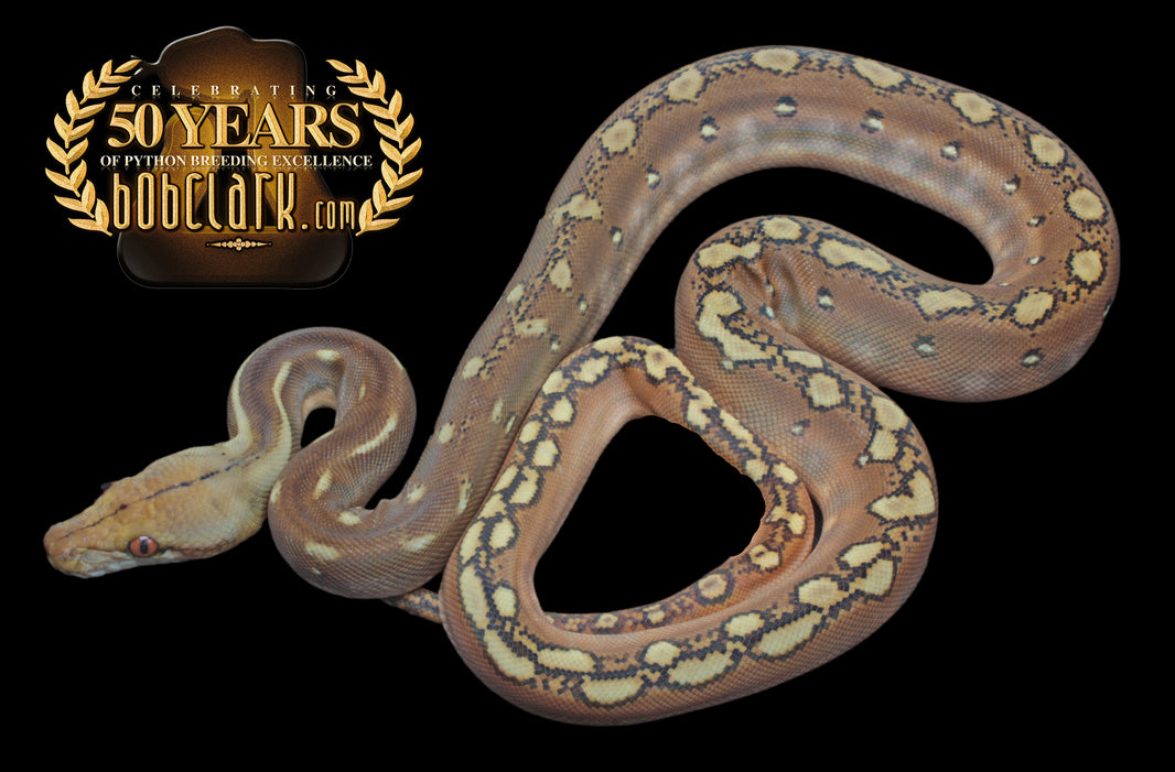 Reticulated Pythons