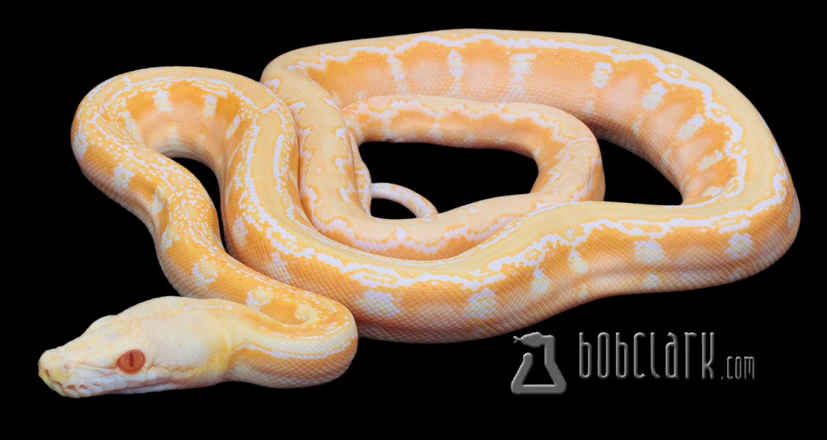 Amel (type 2 albino) phantom