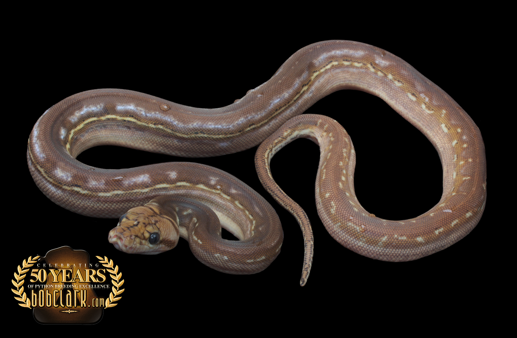 Reticulated Pythons : phantom anthrax