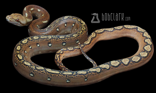 Phantom poss het albino