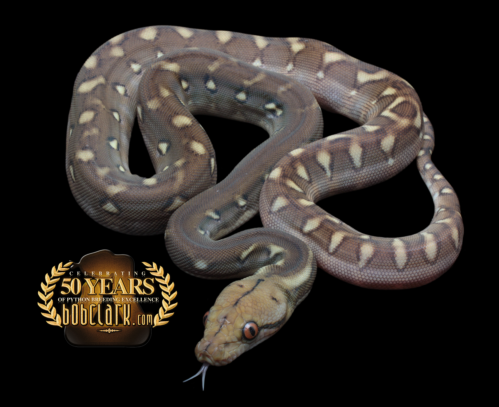 Phantom 66% poss het purple and anthrax