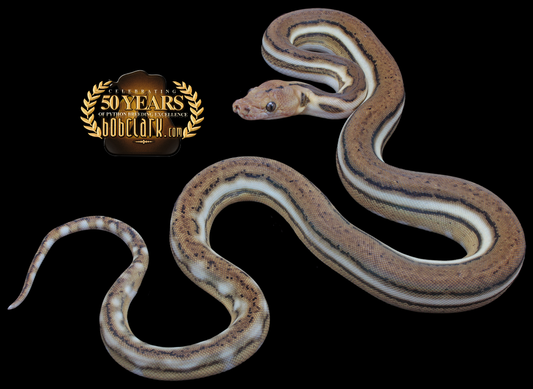 Phantom tiger pos het anthrax and purple albino