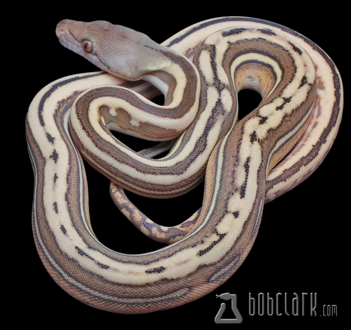 Retic Python Png Reticulated Pythons