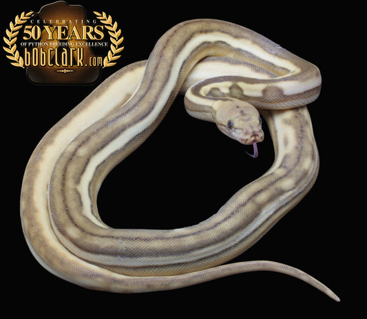 Phantom tiger poss het anthrax and albino