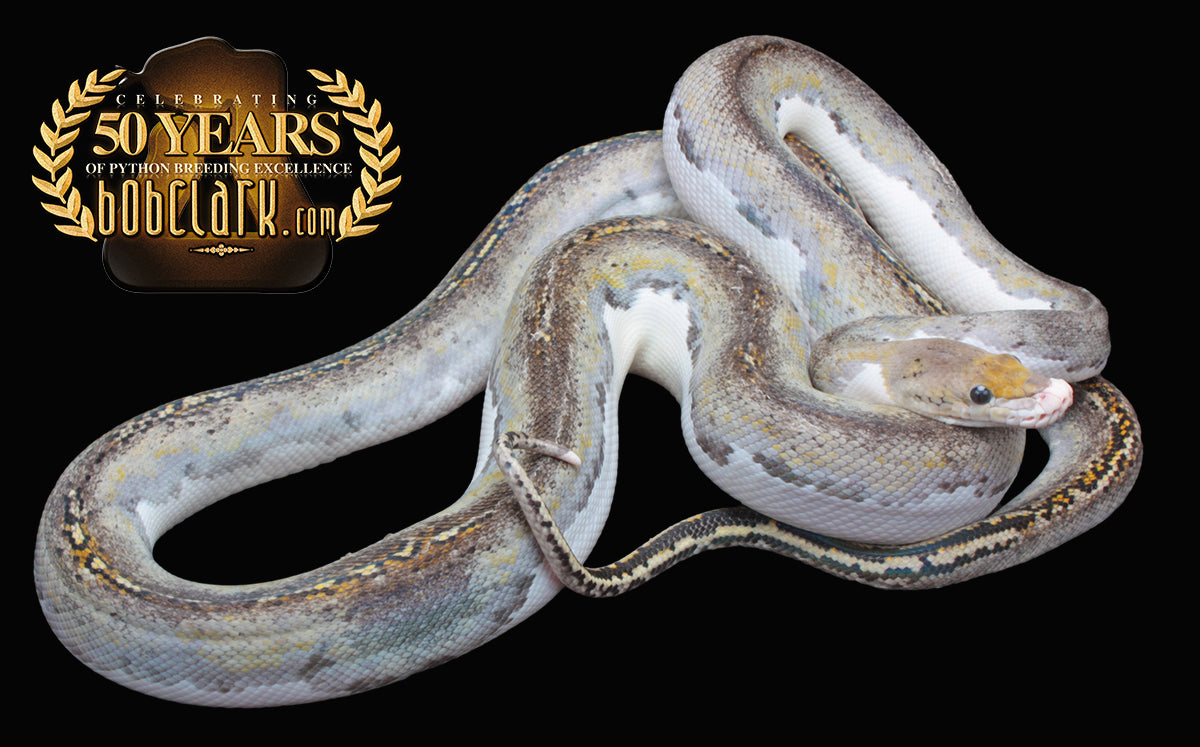 White nose pied 72"