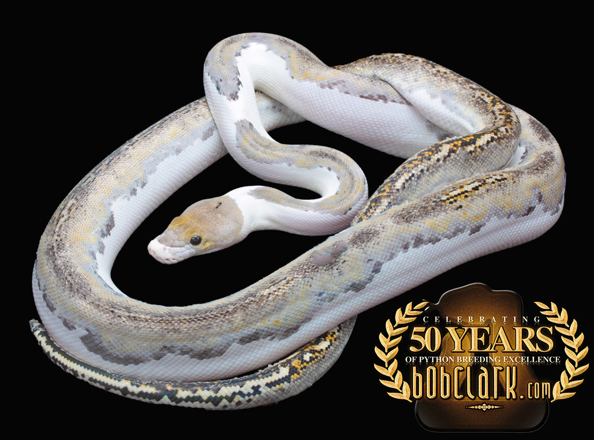 Pied 72"