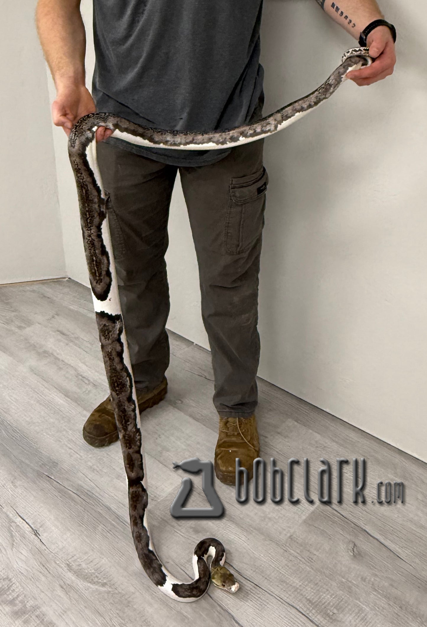 Pied motley male 82"