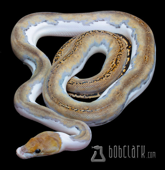 Reticulated Pythons : Pied