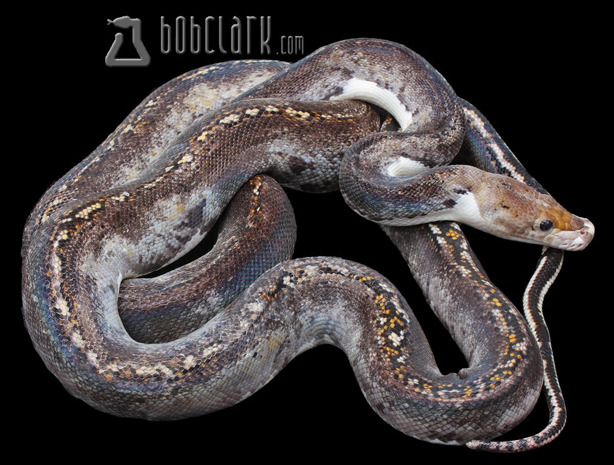 Pied male 72