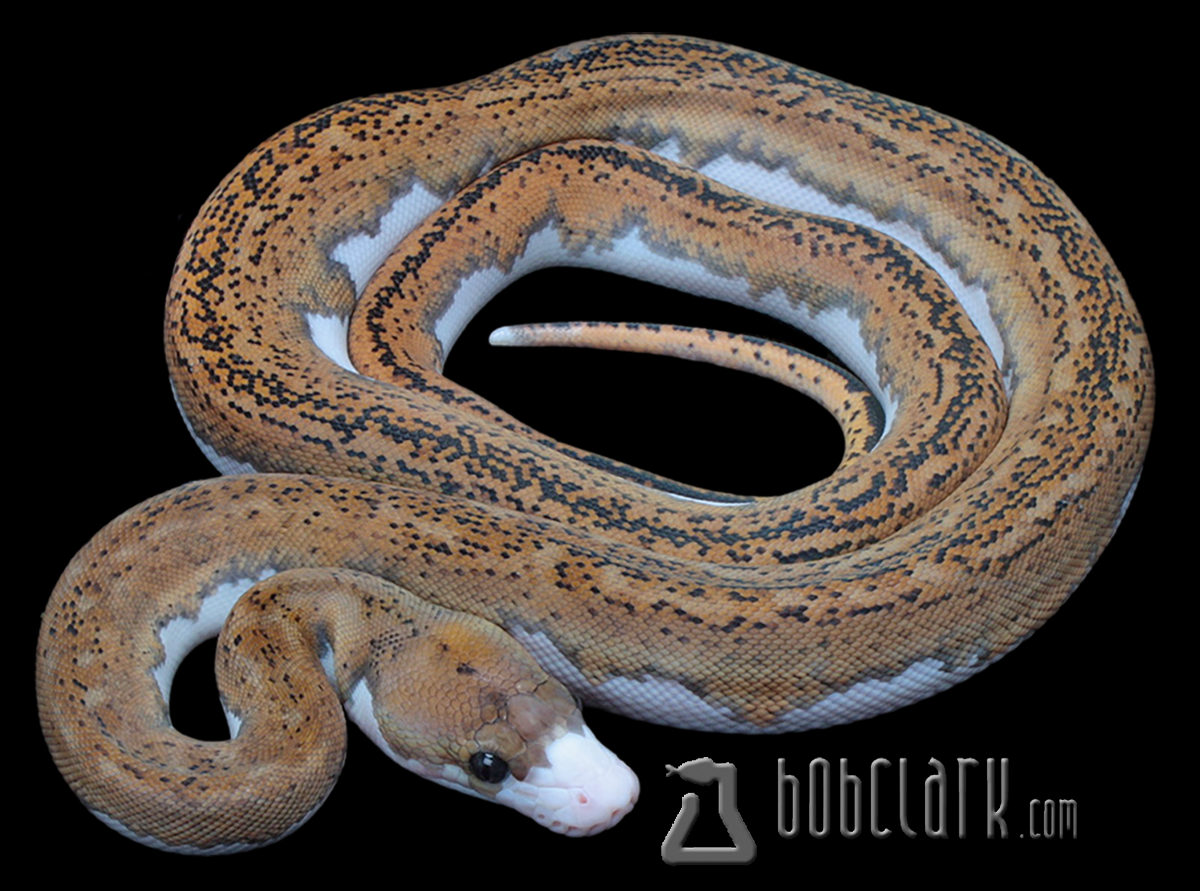 White nose pied