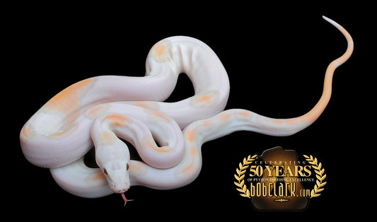 Albino motley pied