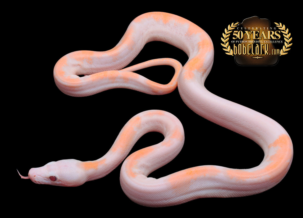 Purple motley pied