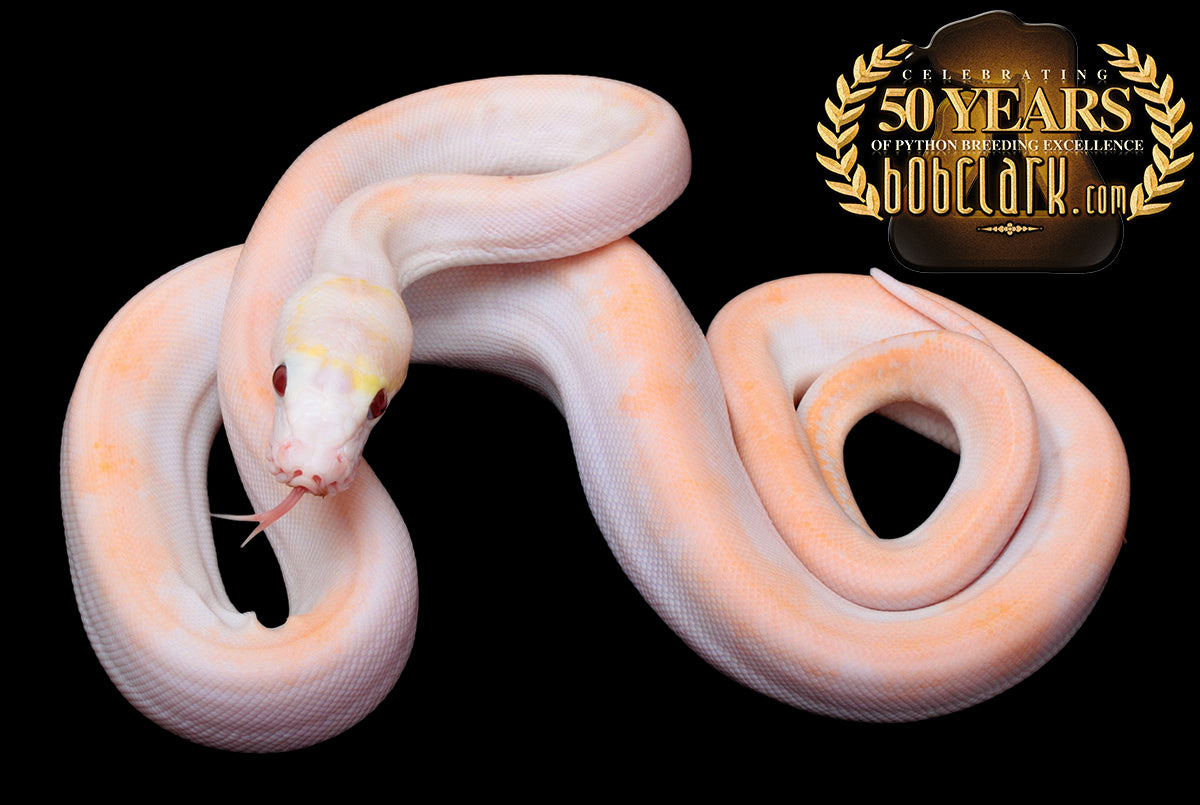 Purple albino motley pied