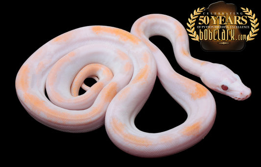 Purple albino motley pied