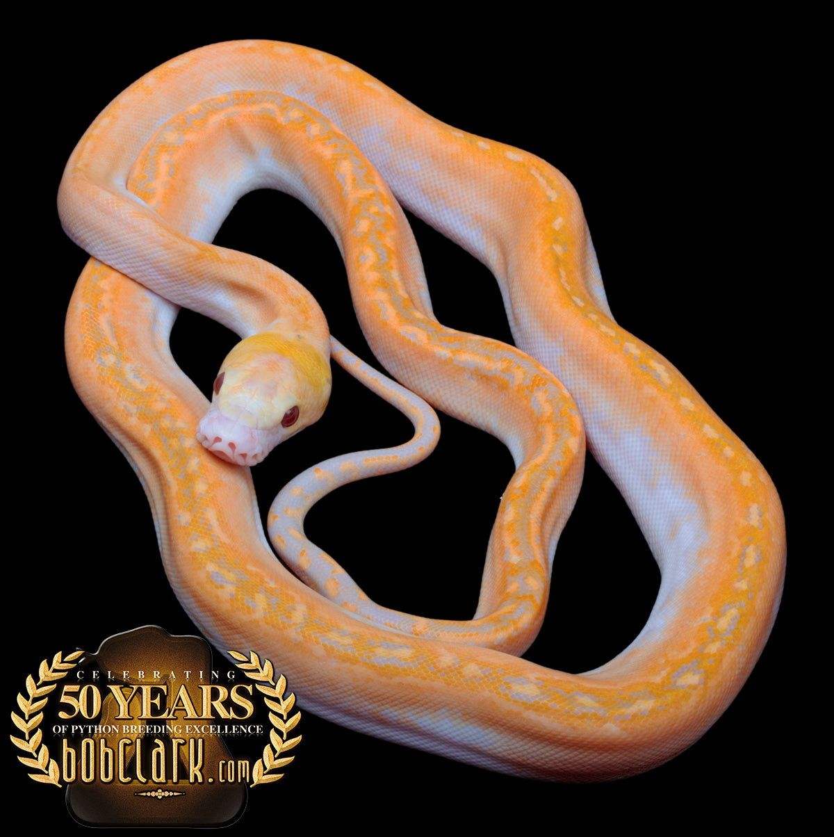 Purple albino pied