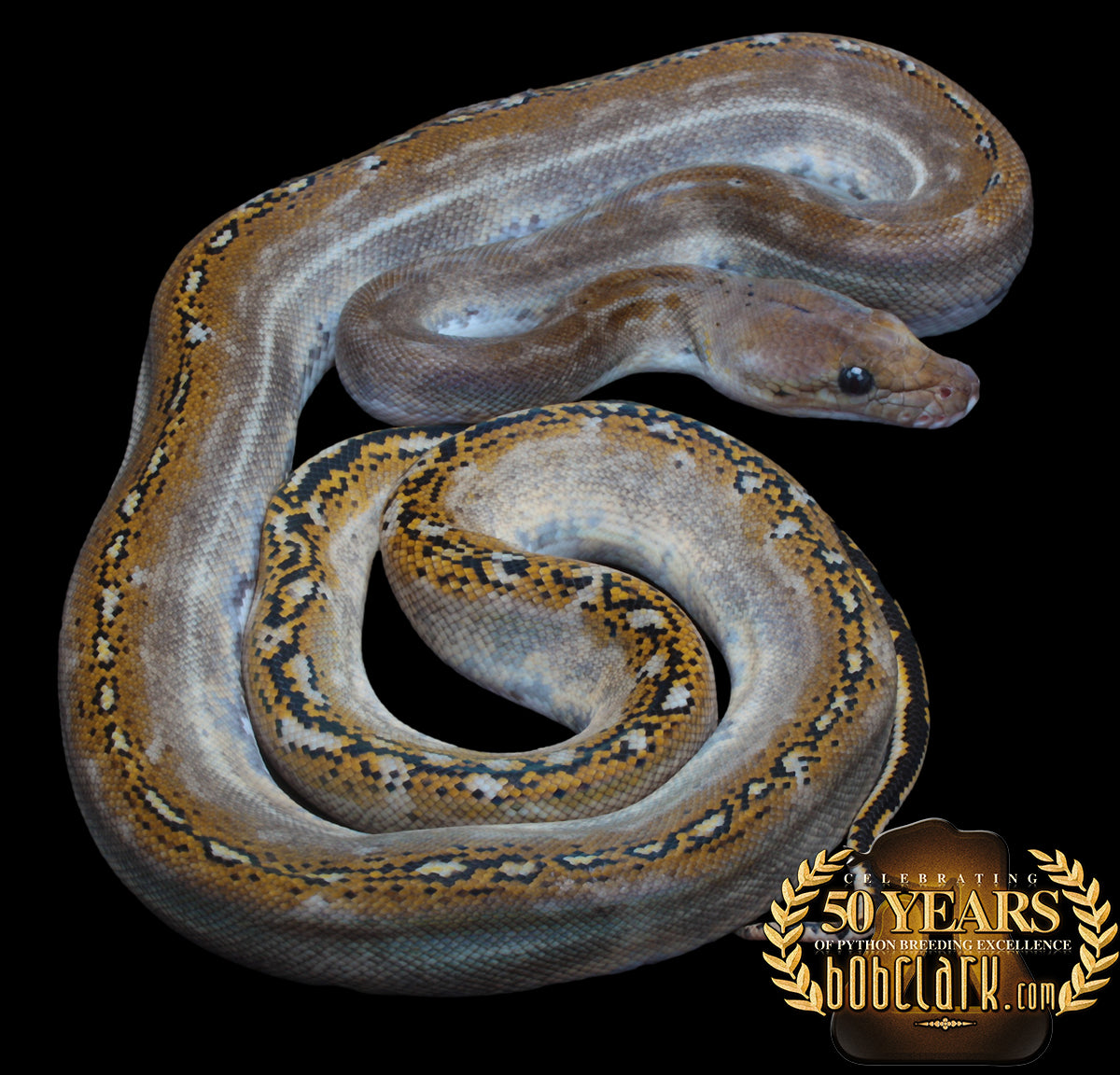 no white pied 60"