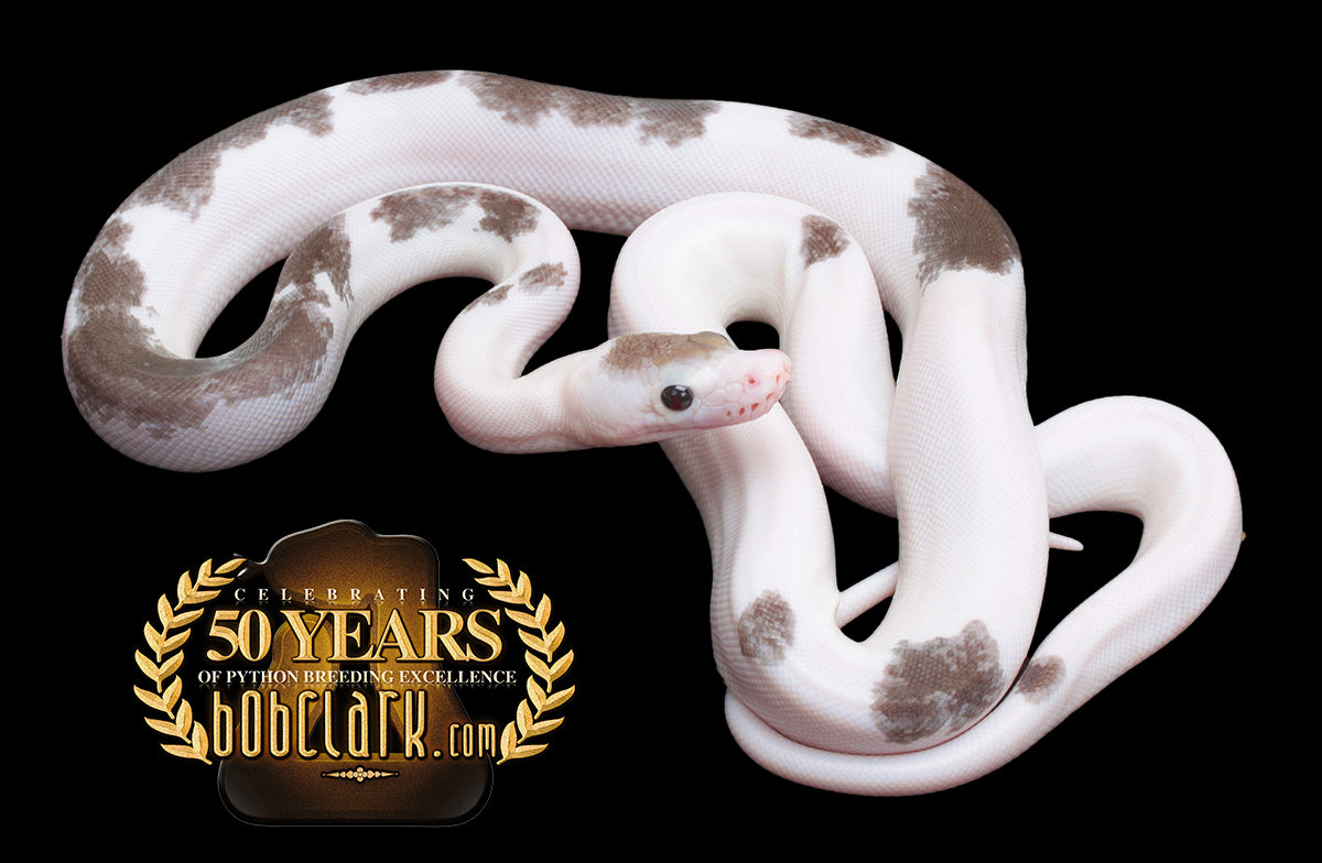 Super motley pied het purple albino