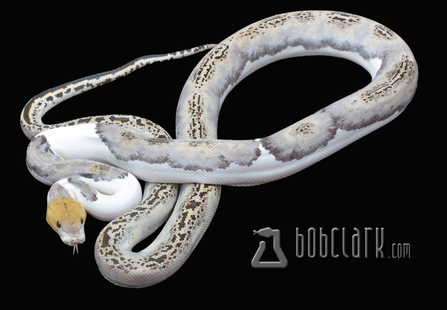 Pied tiger 72