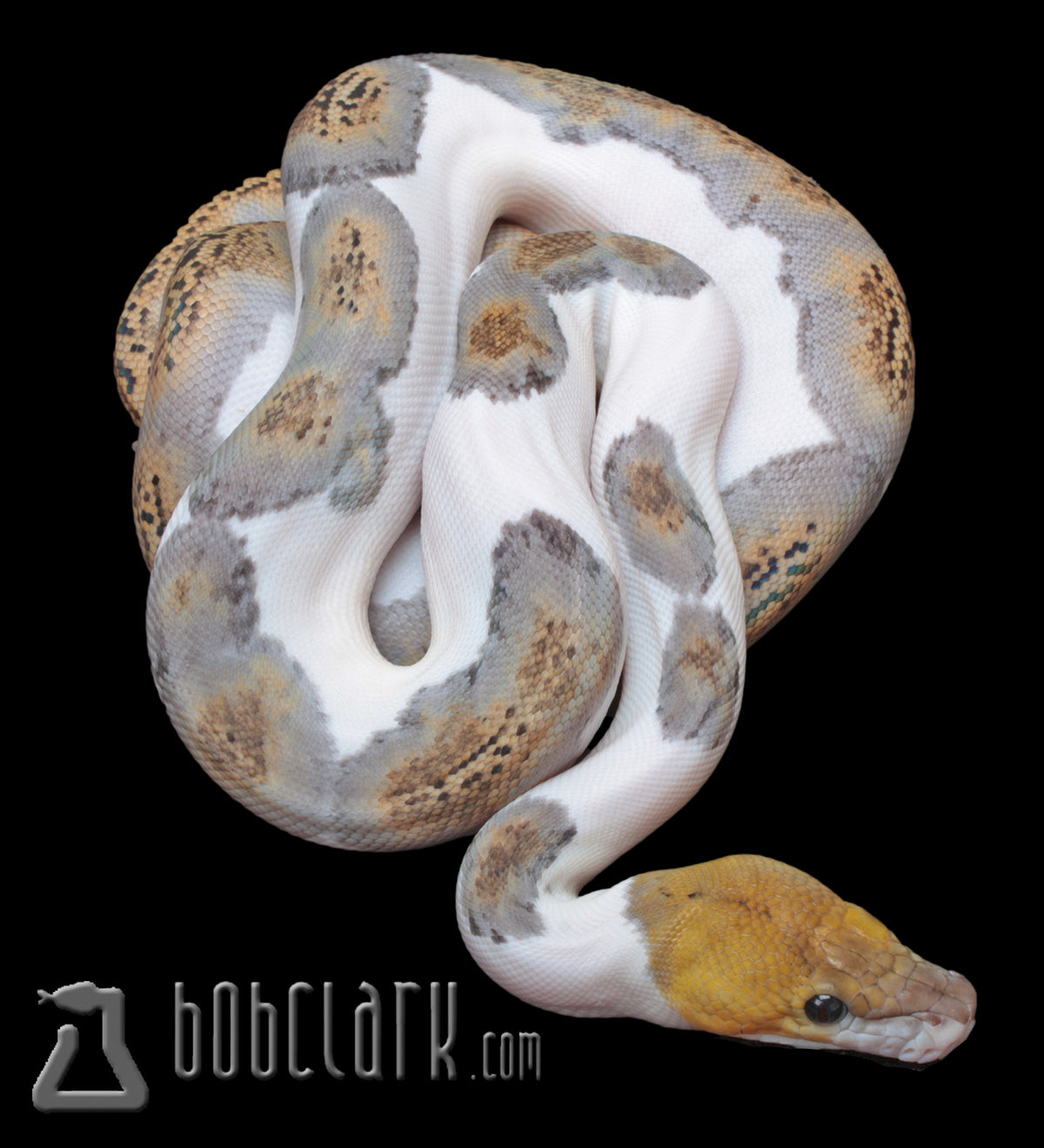 Reticulated Pythons, Specials