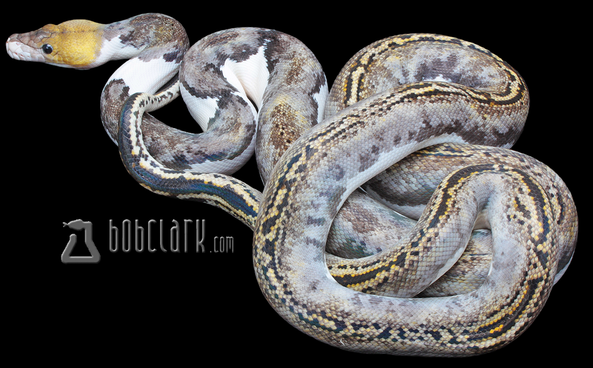 Pied Tiger 84"