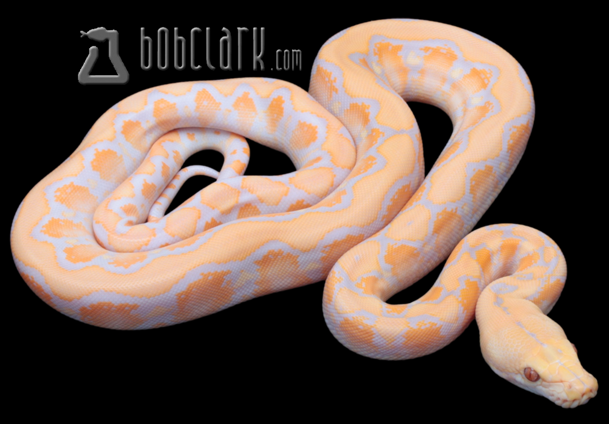 Lavender albino 100% het pied