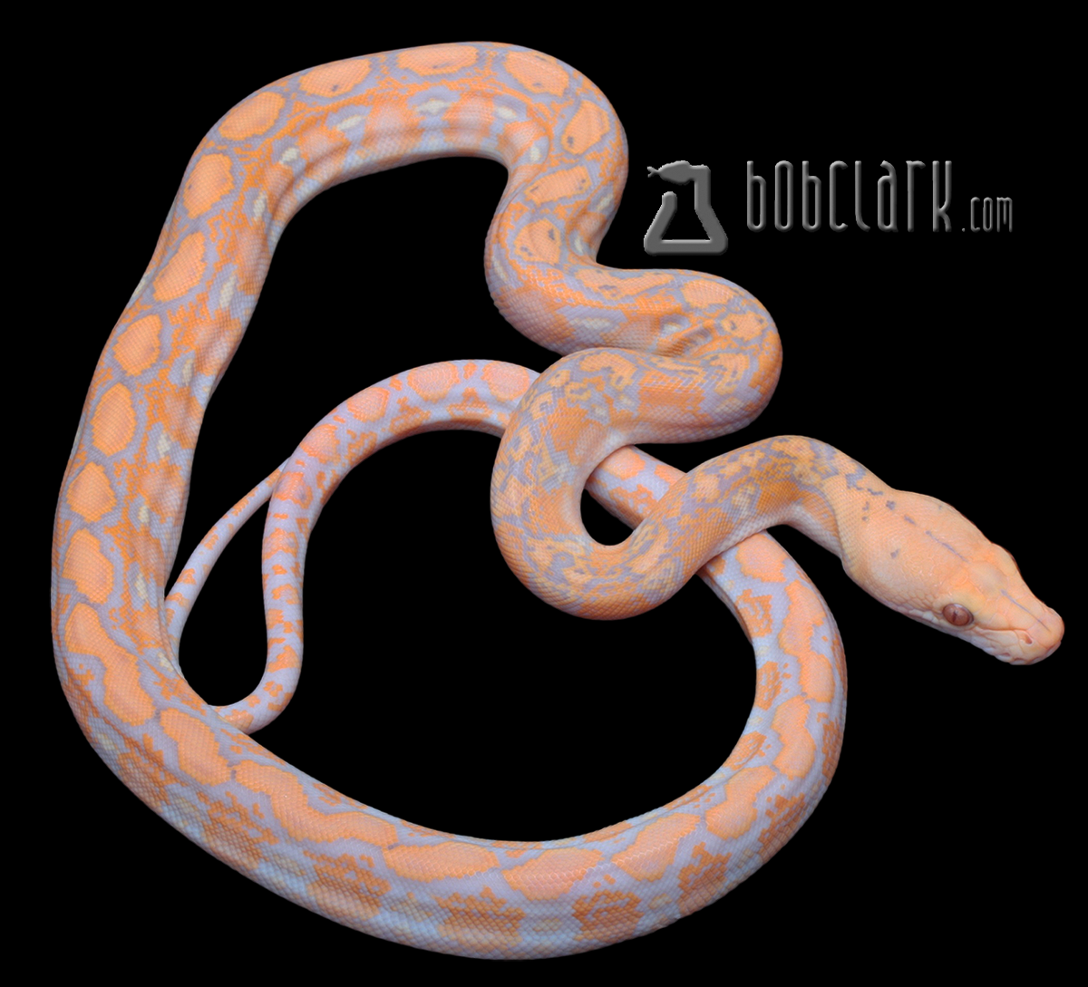 Purple albino