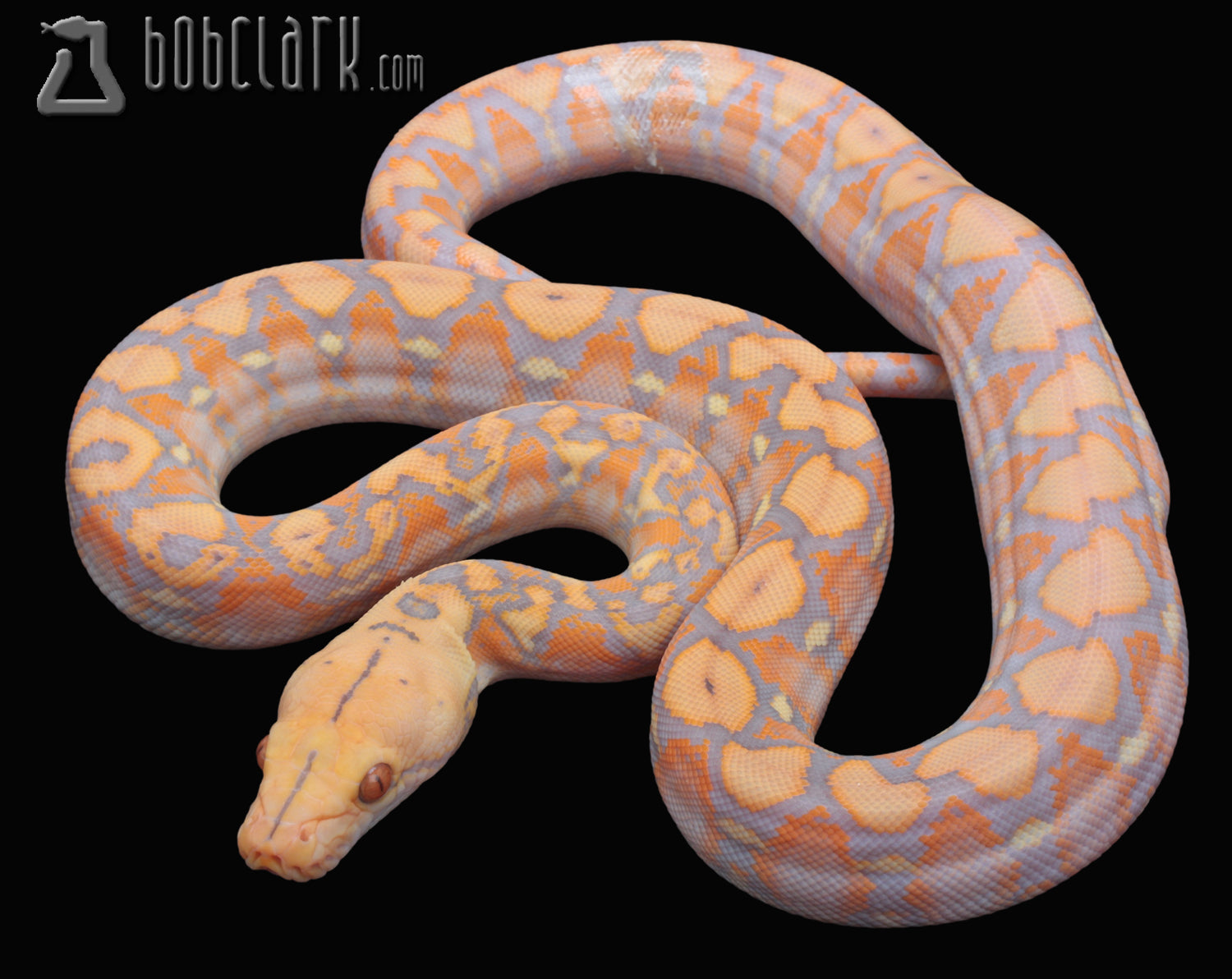 Reticulated Pythons