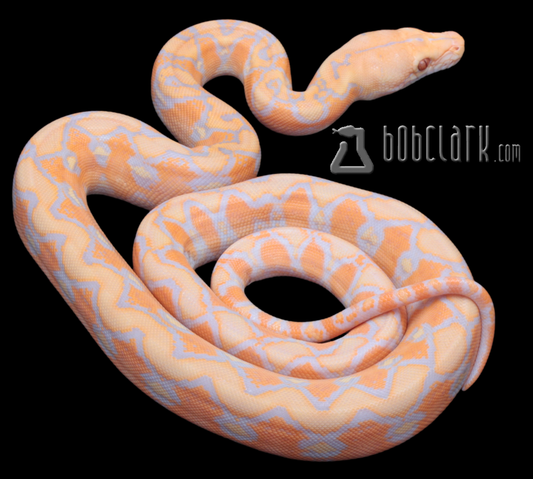 Lavender albino