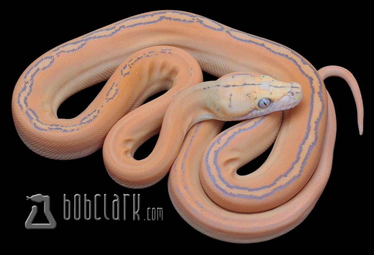 Purple golden child
