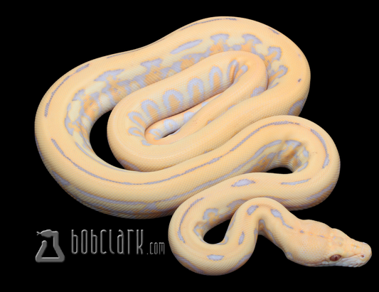 Purple albino jaguar