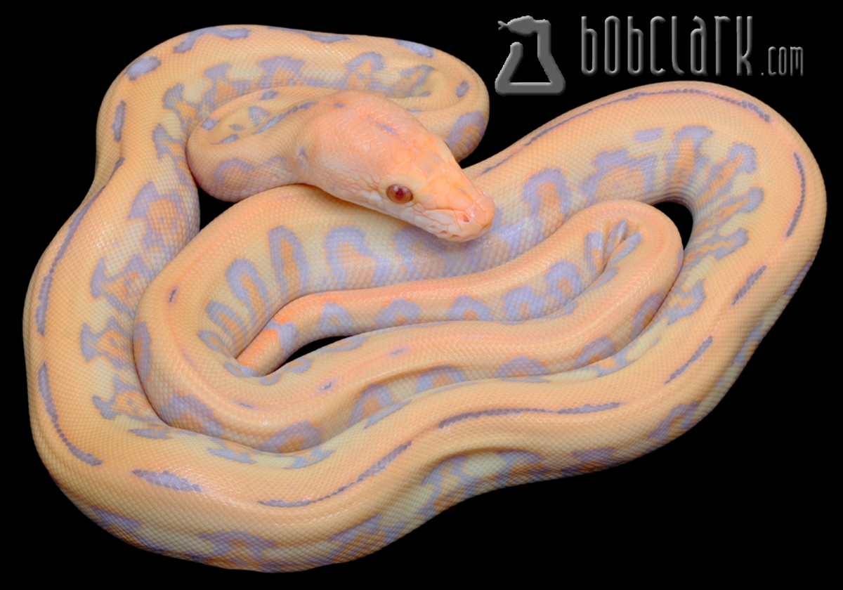 Purple albino Jaguar