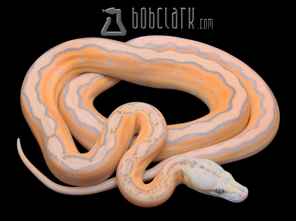 Purple albino motley sunfire