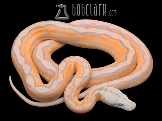 Purple albino motley sunfire