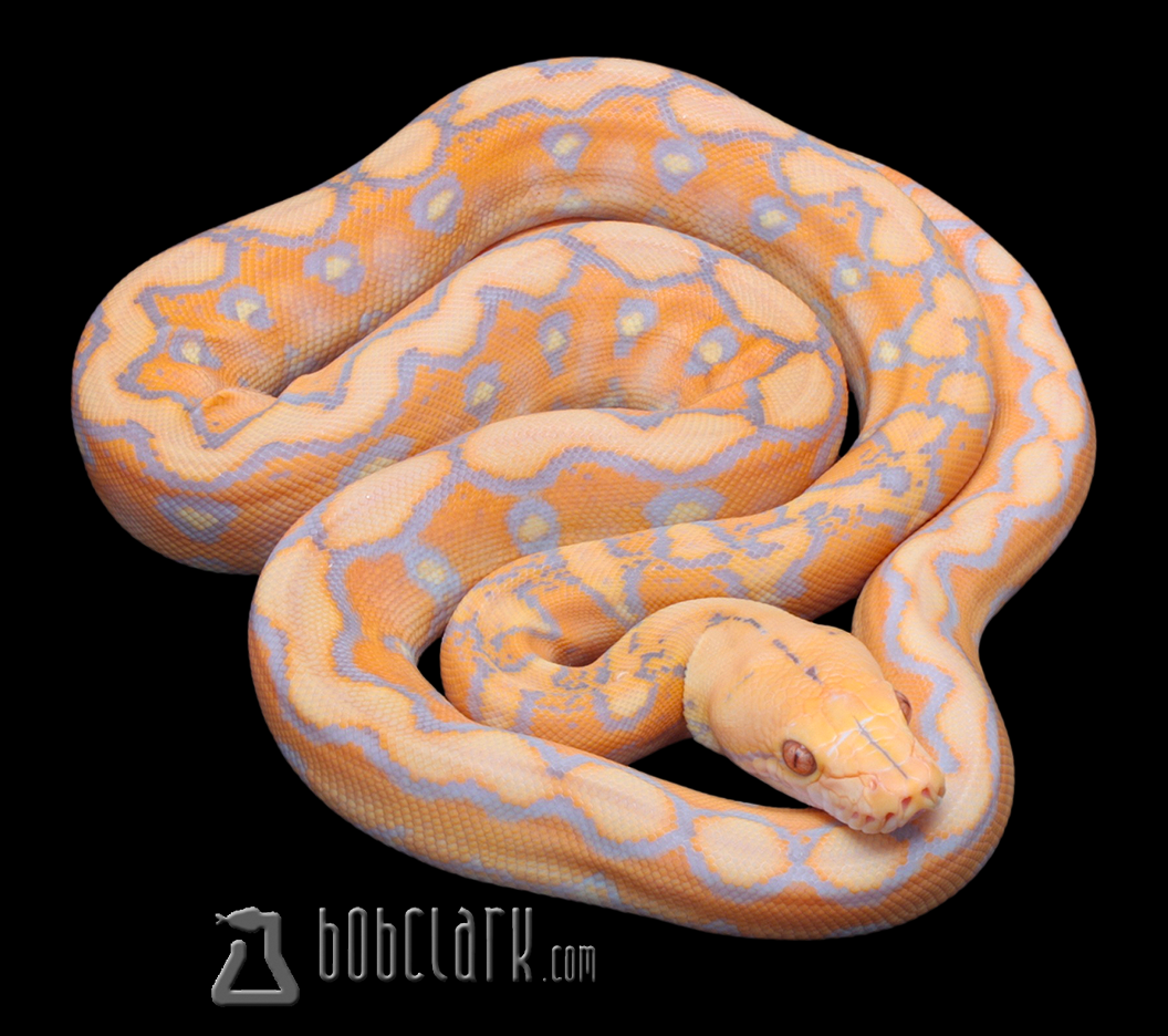 Retic Python Colors Reticulated Pythons