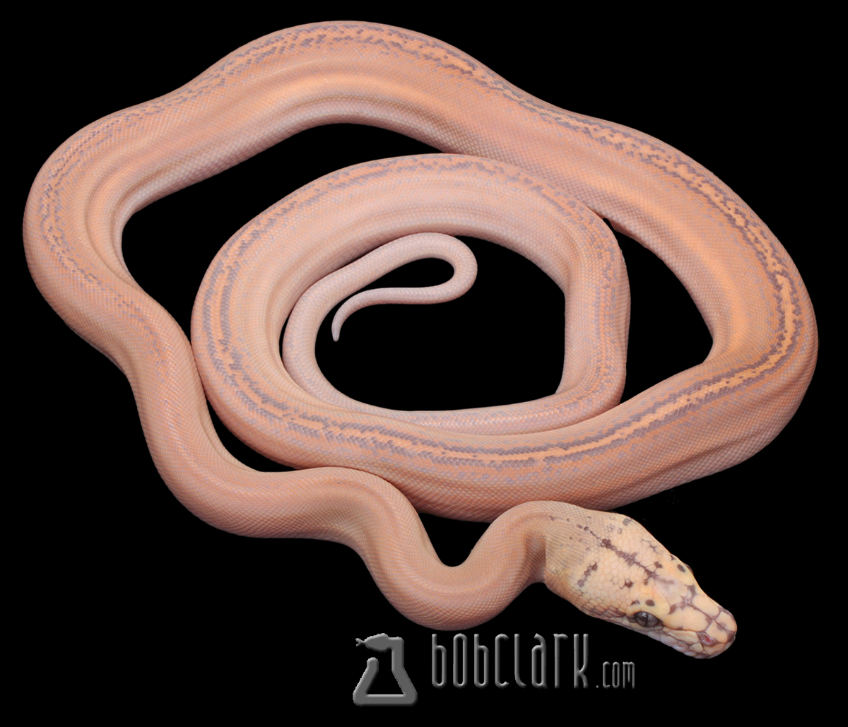 purple motley golden child