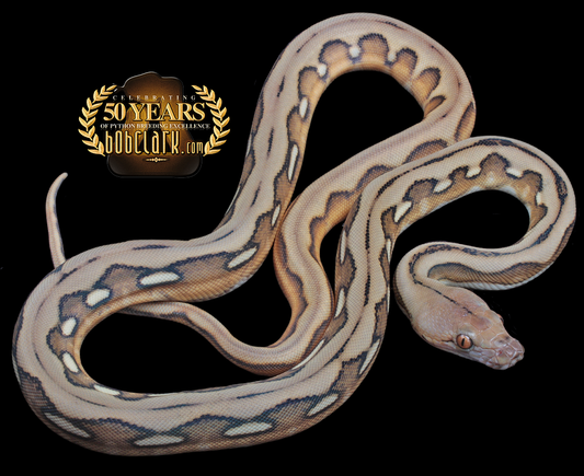 Sunfire tiger het albino
