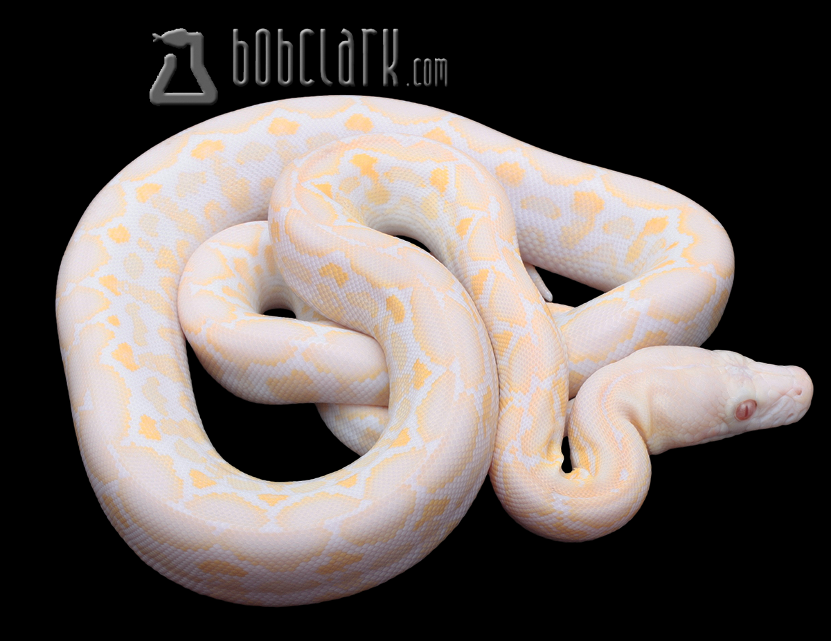 Reticulated Pythons