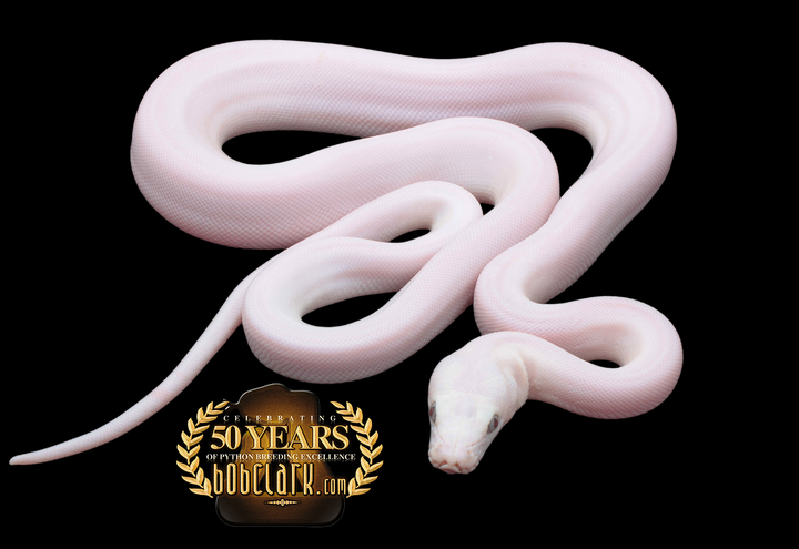 Reticulated Pythons