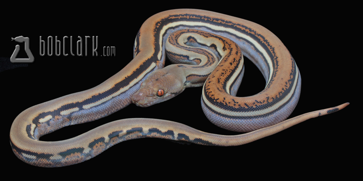 Genetic stripe