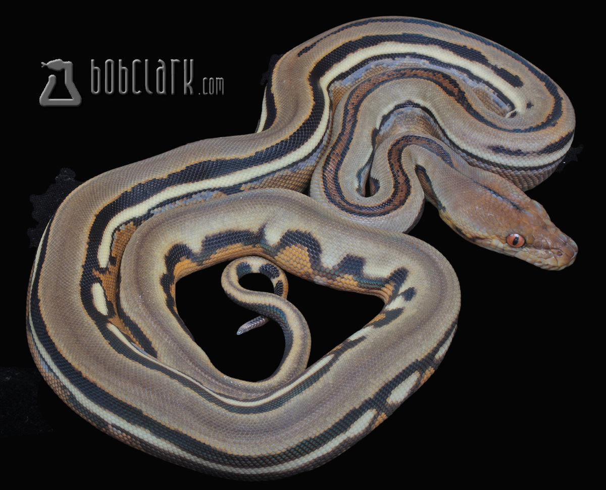 Sunfire genetic stripe
