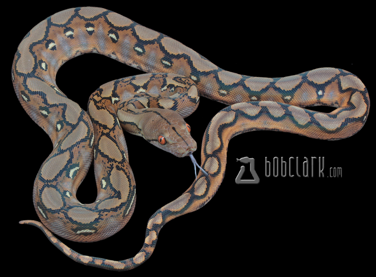 Sunfire 100% het Renick ghost and genetic stripe